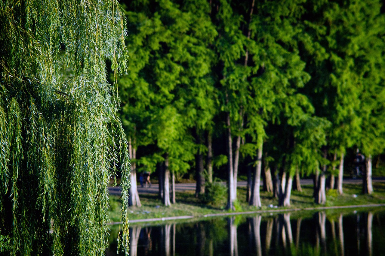 Green Wroclaw: Discover the City’s Most Beautiful Parks and Gardens