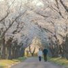 the Most Beautiful Spring Blossoms in Poland