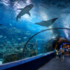 Visitors walking through the underwater tunnel in Afrykarium Wrocław with sharks and rays swimming above them